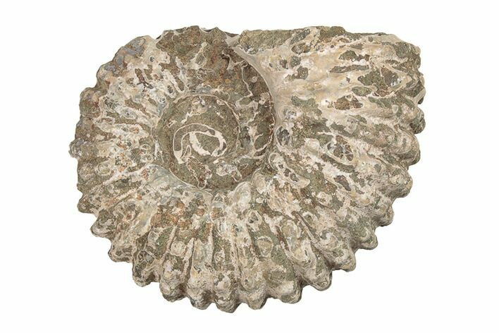 Bumpy Ammonite (Douvilleiceras) Fossil - Madagascar #205042